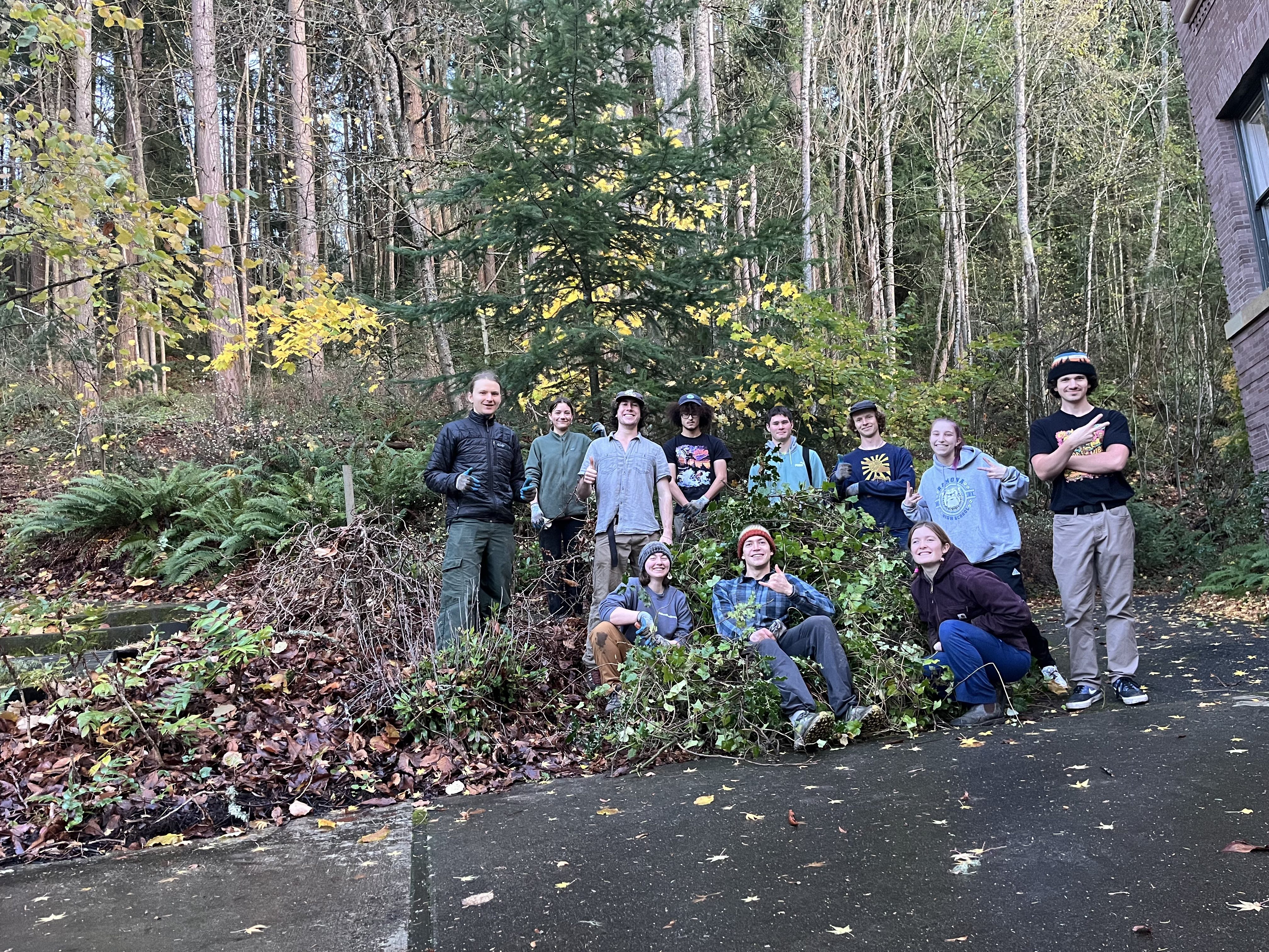 A big bunch of ivy