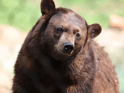 Joy & Lady Bear Enrichment Initiative Tile Image