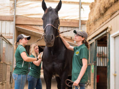 Club and Rec Sports - Equestrian Tile Image