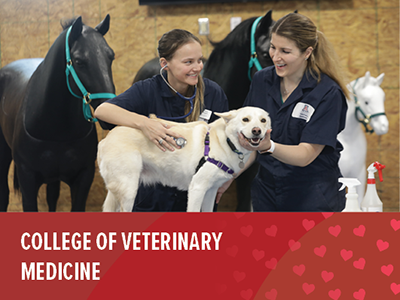 College of Veterinary Medicine Tile Image