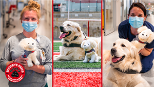 A collage of pictures of Shiloh and Shiloh's plushie in both the hospital and the football field