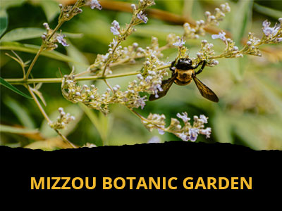 Mizzou Botanic Garden Tile Image