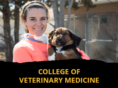 College of Veterinary Medicine Tile Image