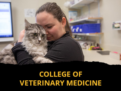 College of Veterinary Medicine Tile Image
