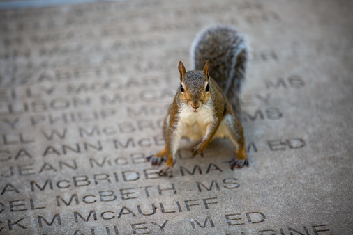 A squirrel standing on a stone surface

AI-generated content may be incorrect.