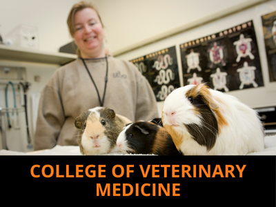College of Veterinary Medicine Tile Image