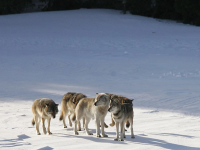 Wolf-Moose Foundation Endowment Fund Tile Image