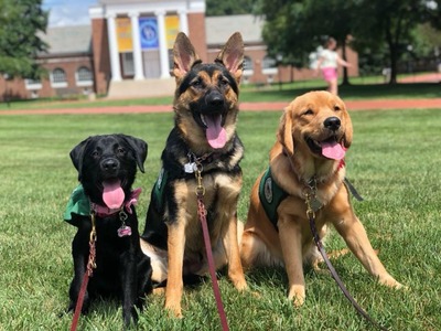 Puppy Raisers of UD (PRoUD) Tile Image