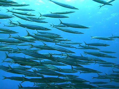 Department of Oceanography Tile Image
