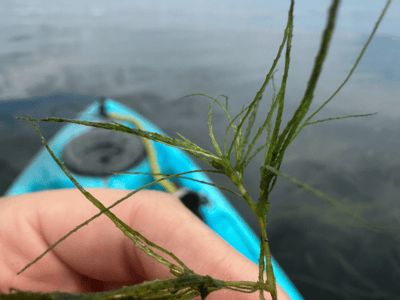 Delaware Sea Grant: SAV Monitoring Program Tile Image