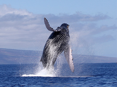 Humpback Whale Fund Tile Image