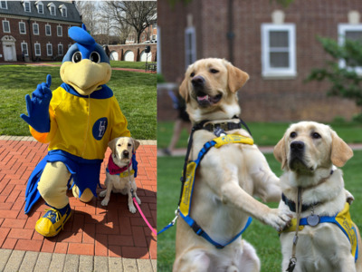 Collar Scholars at UD Tile Image