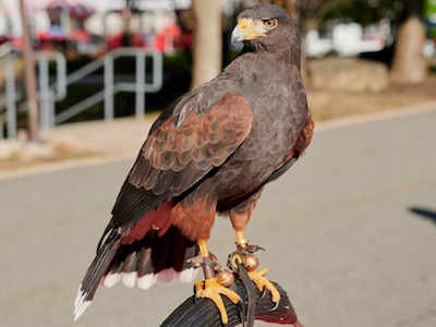 Name a Red Hawk Tile Image