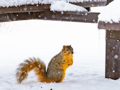 Additional Areas of Support Tile Image