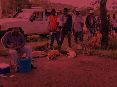 Rabies Free Africa Tile Image