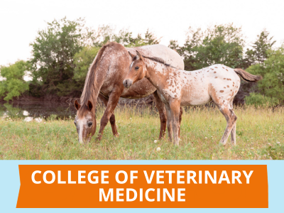 College of Veterinary Medicine Tile Image