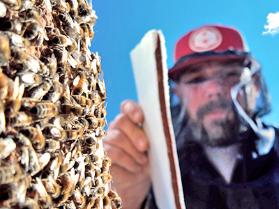 Entomology Tile Image