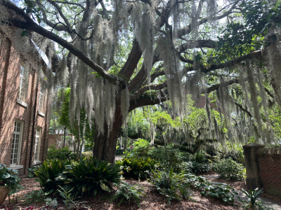MUSC Arboretum Tile Image