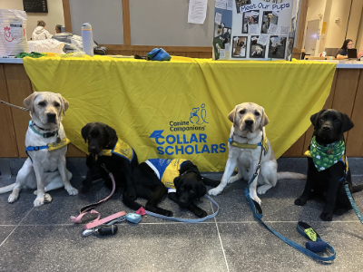 Collar Scholars at UD Tile Image