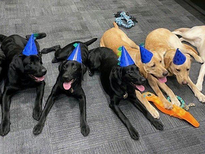 Guiding Eyes for the Blind Tile Image