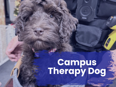 Campus Therapy Dog