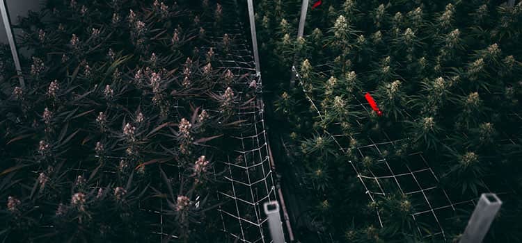 Why Forming an LLC to Operate Your Cannabis Business May Not Be Tax Wise