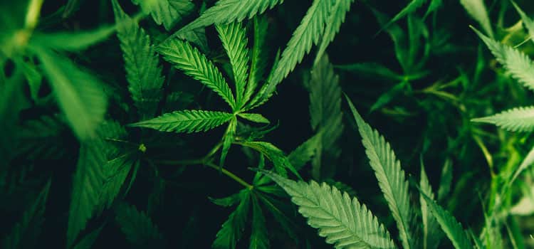 Industrial Hemp Farming Poised for Growth Under NJ Bill