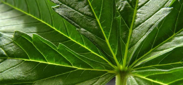 How Could This Marijuana Bill Impact New Jersey Municipalities?