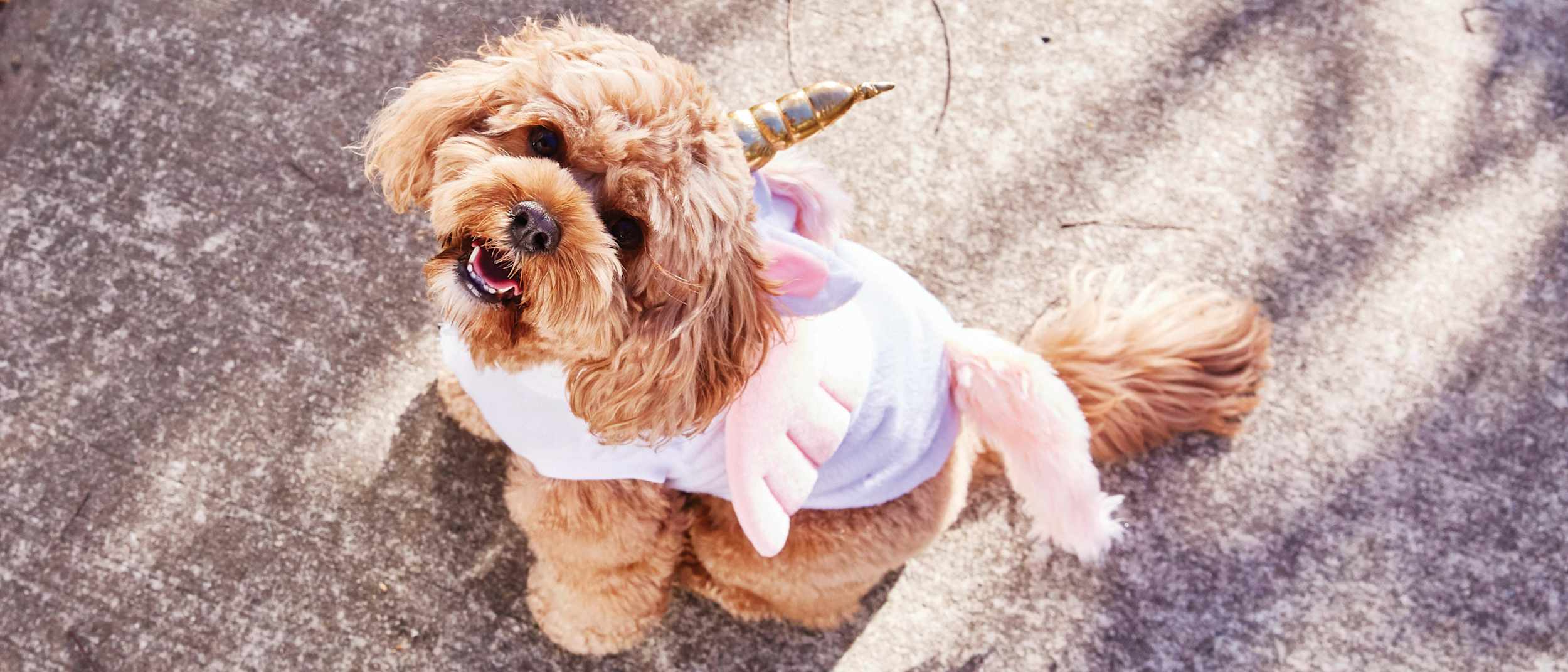 Story Trick Or Treat Halloween Costumes For Your Dog
