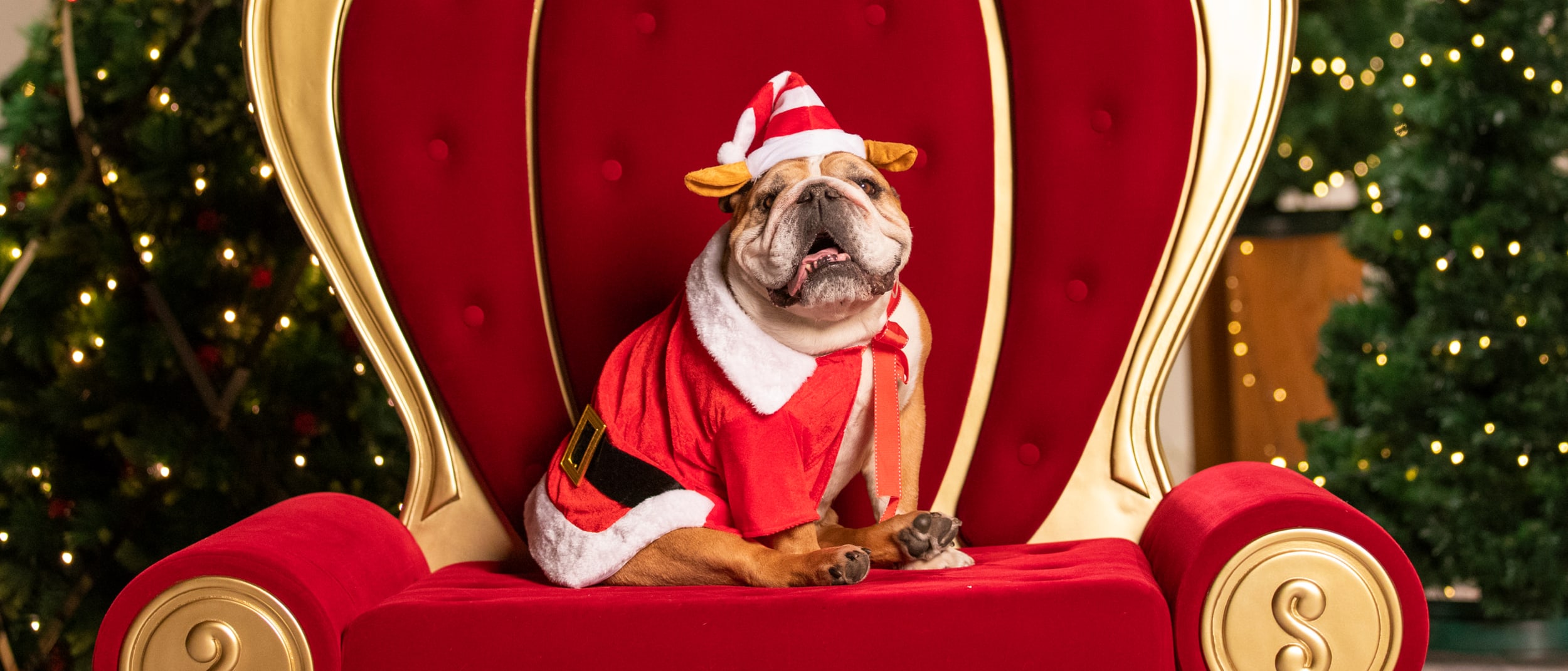 Westfield Carousel | Story - Christmas outfits for your pet's Santa photo