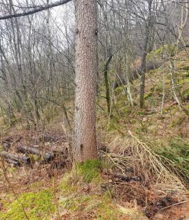 Image from job nr 5