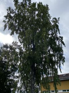 Image from job nr 1