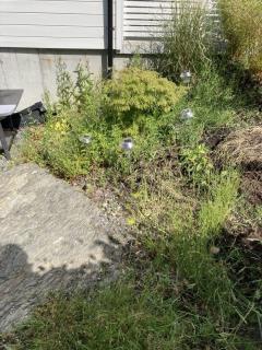 Image from job nr 1