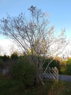 Image from job nr 1
