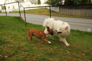 Gjerdet er ca 1.25 meter h (selve nettingen er 1.20 meter h), slik at vi er sikret at hunden med venner holder seg innenfor gjerdet...