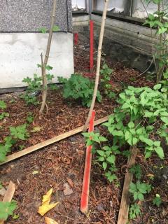 Image from job nr 1