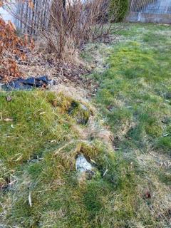 Image from job nr 1