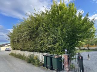 Image from job nr 1