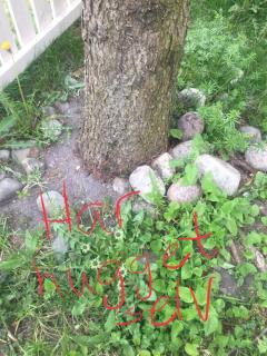 Image from job nr 1
