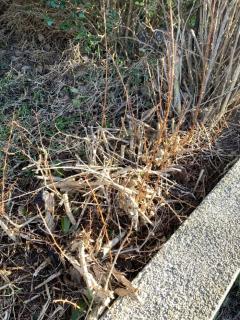 Image from job nr 1