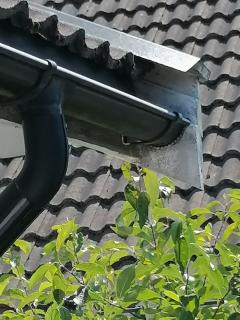 Image from job nr 1
