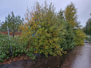 Image from job nr 1