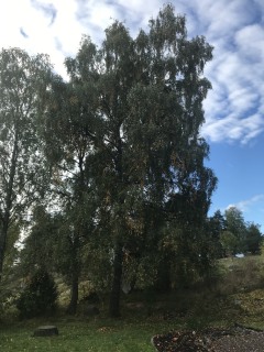 Image from job nr 2