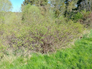 Image from job nr 4