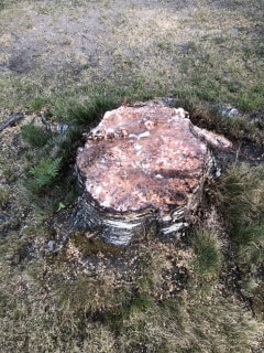 Image from job nr 1