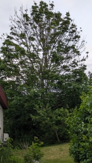 Image from job nr 1