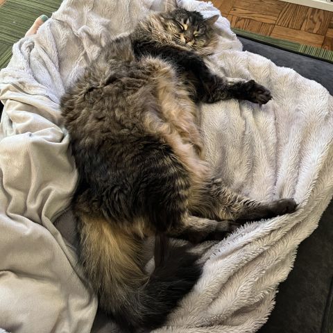 Fluffy cat Lolly snuggled in a gray blanket, deeply asleep.