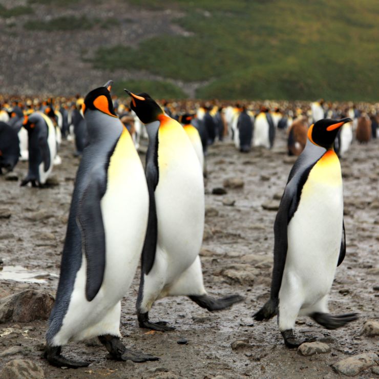 6 animals who love opera more than penguins 6 animals who love opera more than penguins