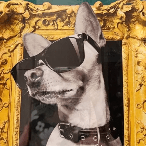 dog wearing black sunglasses peeking out from a gilded frame