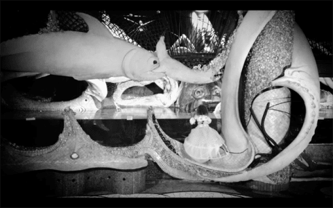 S/N Coaltion (Jennida Chase and Hassan Pitts), still from "The Fawn," 2017. Image courtesy of the artist.**